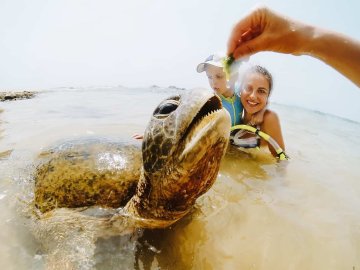 Sea Turtle Farm