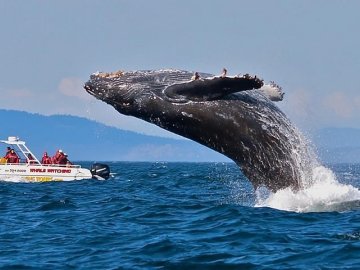 Whales Watching 