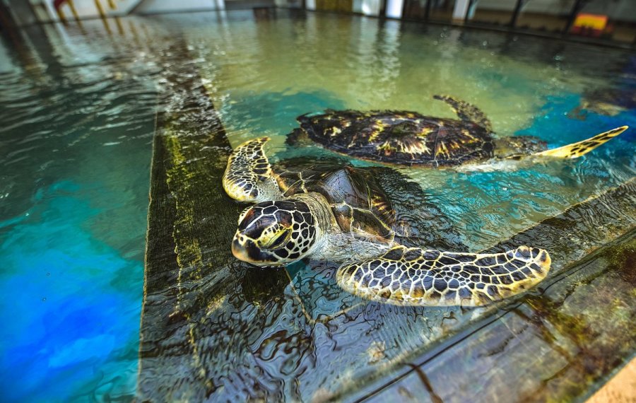 Sea Turtle Farm