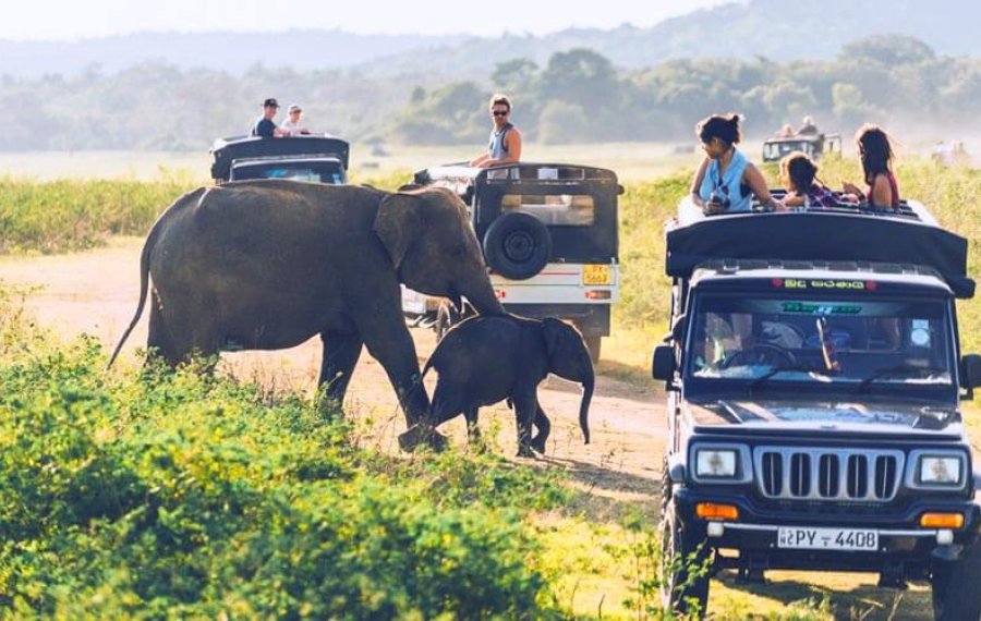 Wild life Safari - Mytravelpartner