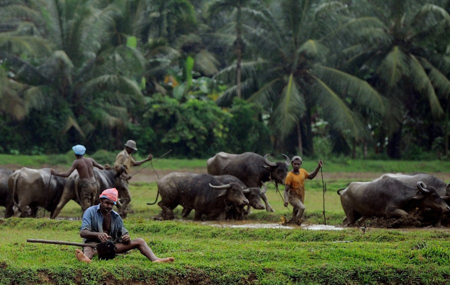  Village Life safari