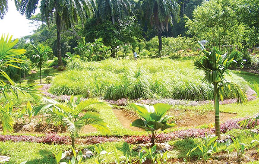 Herbal and Spice Garden 