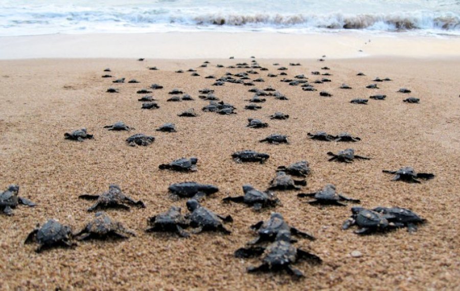 Sea Turtle Farm