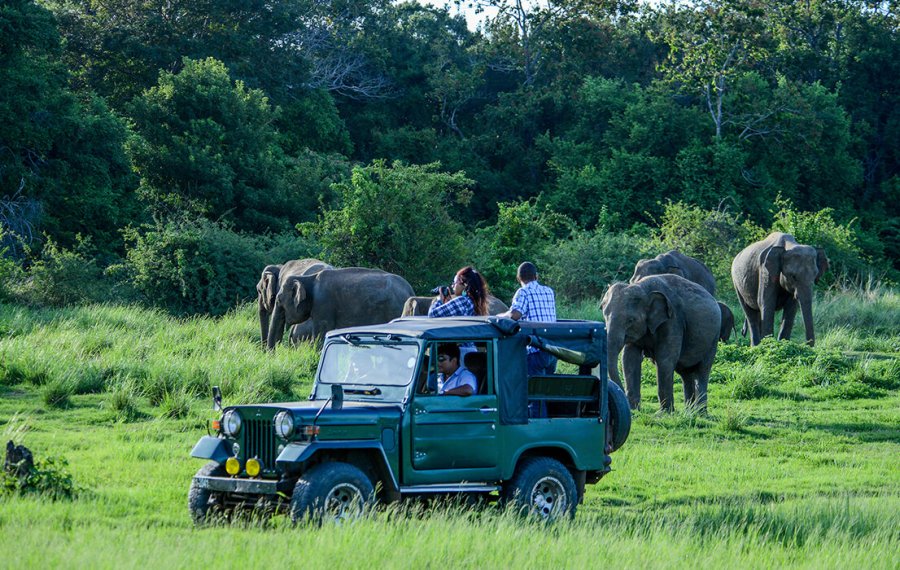 Wild life Safari - Mytravelpartner