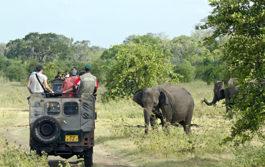 Wild life Safari - Mytravelpartner