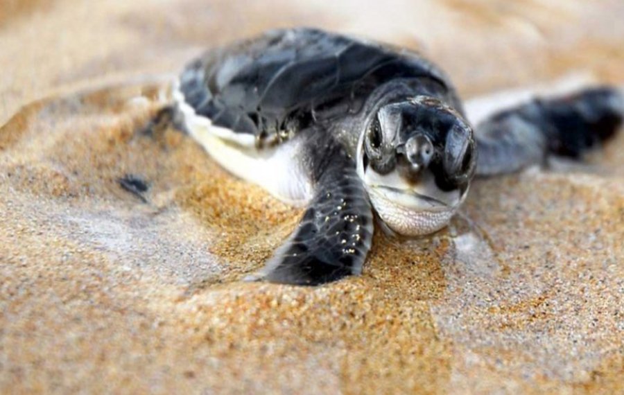 Sea Turtle Farm