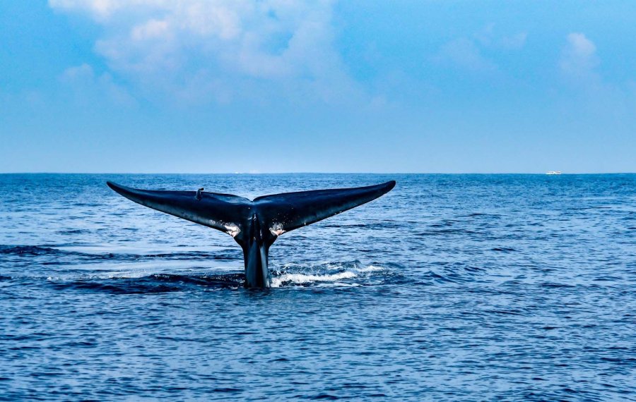 Whales Watching 