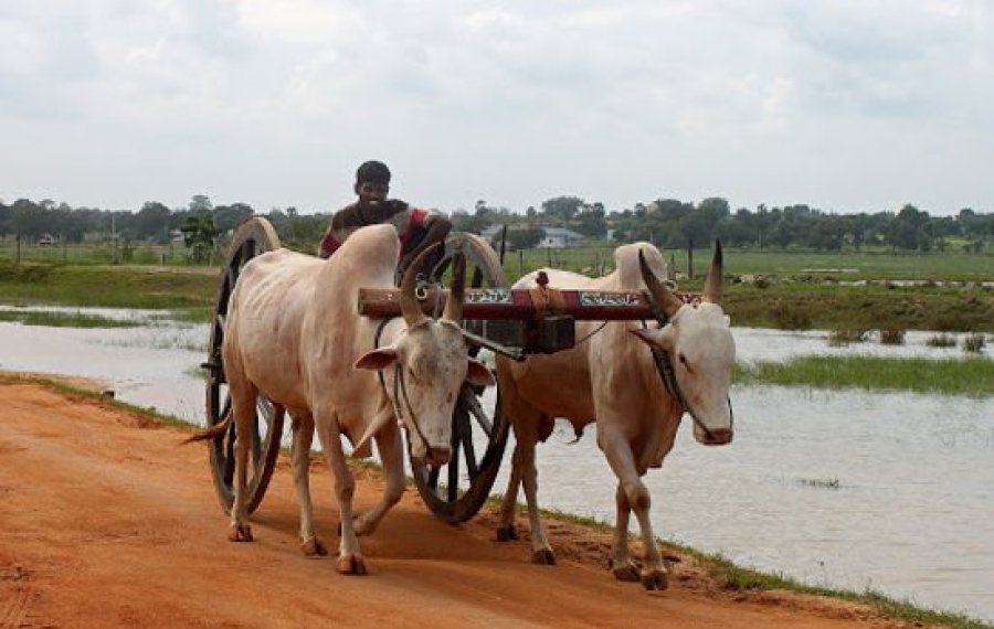  Village Life safari