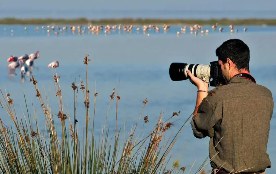 Bird Watching