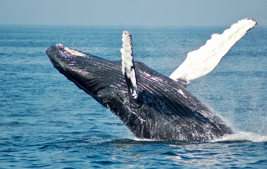 Whales Watching 