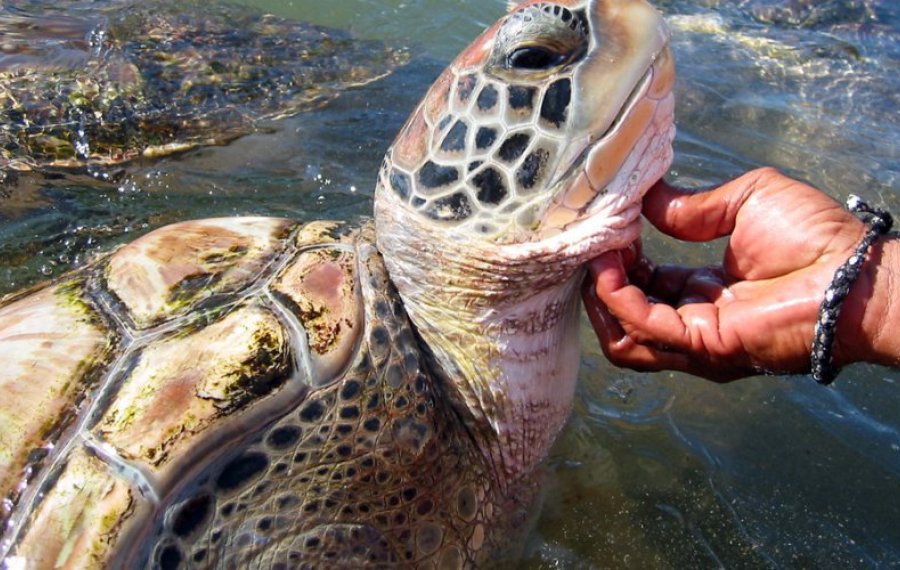 Sea Turtle Farm