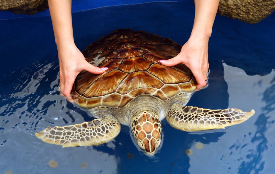 Sea Turtle Farm