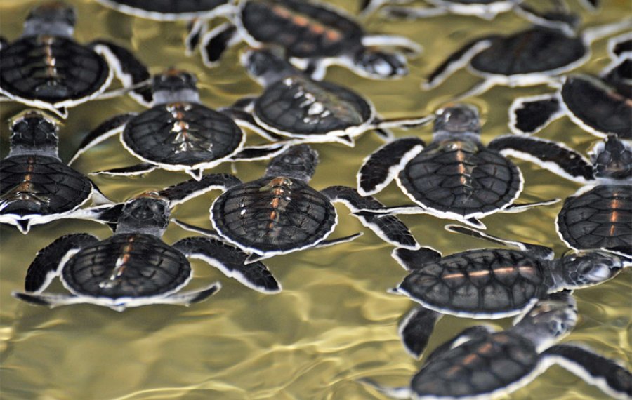 Sea Turtle Farm