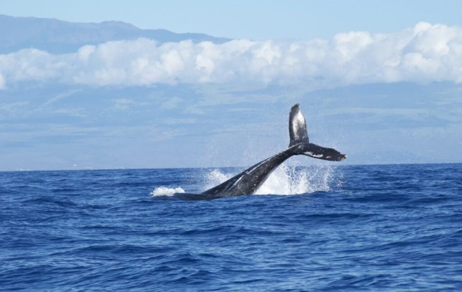 Whales Watching 