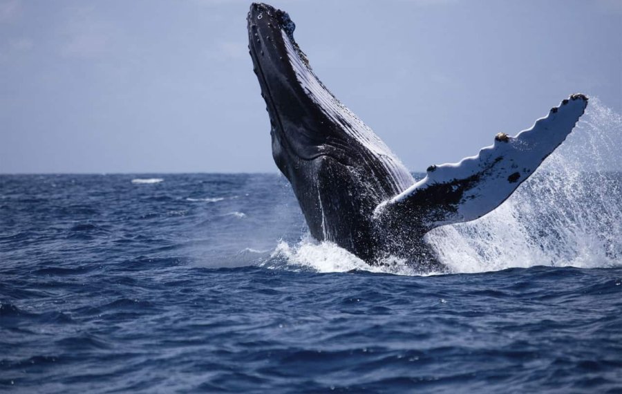 Whales Watching 