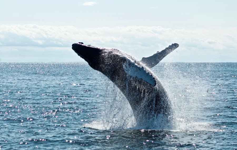 Whales Watching 