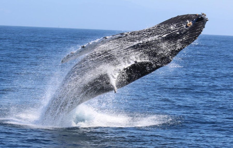 Whales Watching 