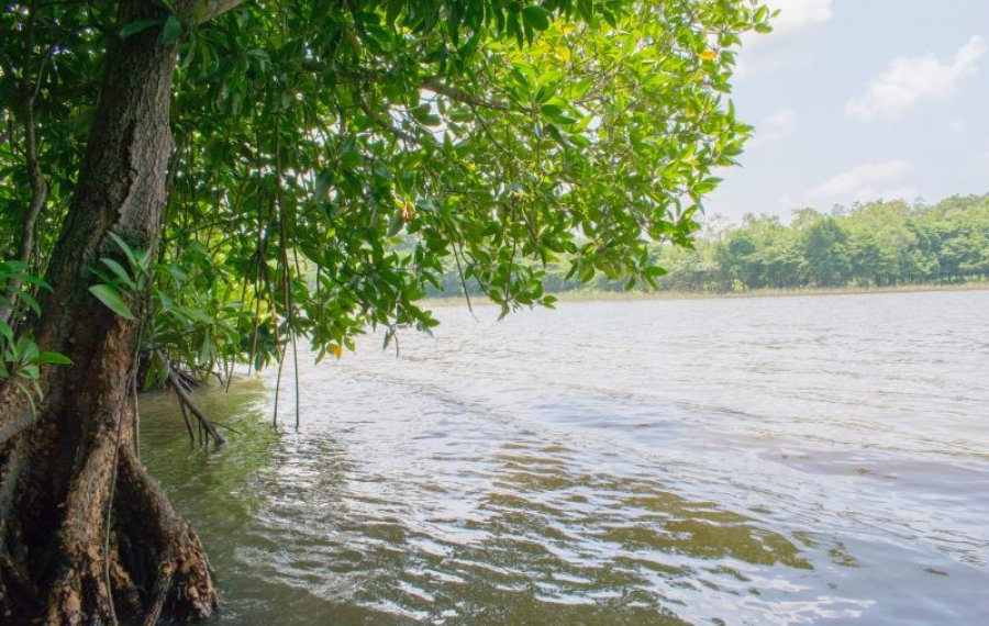 Koggala Lake Safari