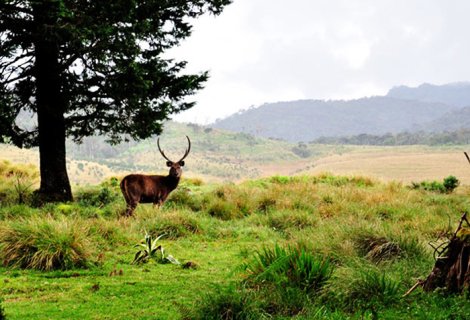 Horton Plains - mytravelpartner.lk