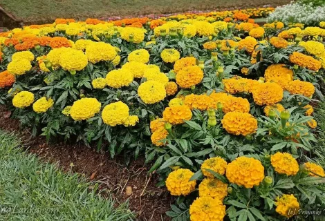 Haggala Flower Garden 