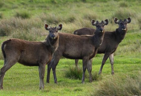 Horton Plains - mytravelpartner.lk