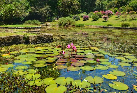 Royal Botanical Garden